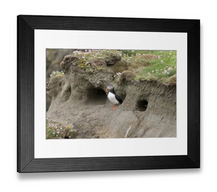 Framed Print : Atlantic Puffin (Fratercula arctica) adult, breeding plumage, emerging from nest burrow, Sumburgh Head RSPB Reserve Framed Print : Atlantic Puffin (Fratercula arctica) adult, breeding plumage, emerging from nest burrow, Sumburgh Head RSPB Reserve