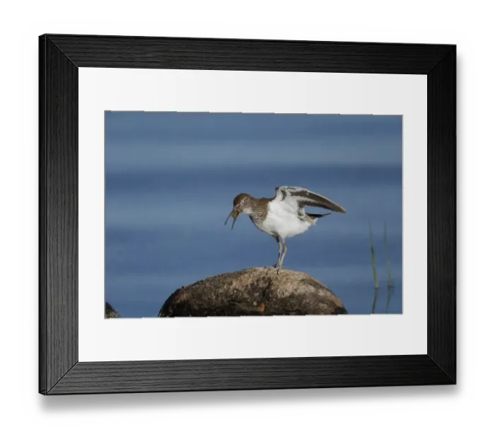 Framed Print : Common Sandpiper (Actitis hypoleucos) adult, breeding plumage, regurgitating pellet, standing on rock in water Framed Print : Common Sandpiper (Actitis hypoleucos) adult, breeding plumage, regurgitating pellet, standing on rock in water