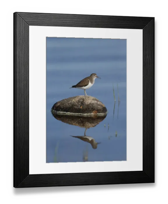 Framed Print : Common Sandpiper (Actitis hypoleucos) adult, breeding plumage, calling, standing on rock in water, Highlands, Scotland Framed Print : Common Sandpiper (Actitis hypoleucos) adult, breeding plumage, calling, standing on rock in water, Highlands, Scotland