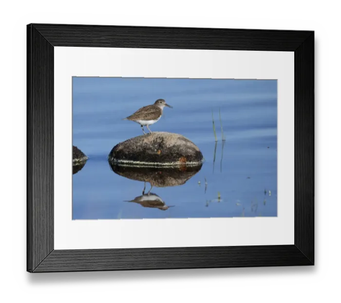 Framed Print : Common Sandpiper (Actitis hypoleucos) adult, breeding plumage, standing on rock in water, Highlands, Scotland, May Framed Print : Common Sandpiper (Actitis hypoleucos) adult, breeding plumage, standing on rock in water, Highlands, Scotland, May