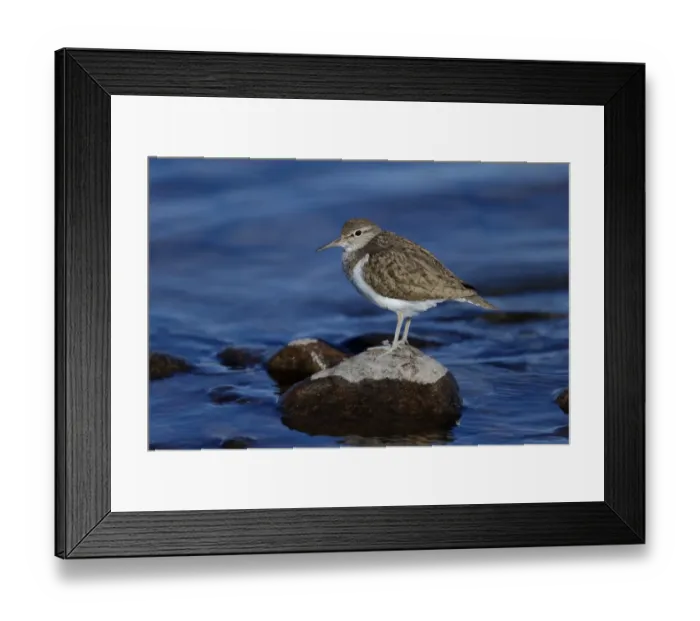Framed Print : Common Sandpiper (Actitis hypoleucos) adult, breeding plumage, standing on rock in water, Highlands, Scotland, May