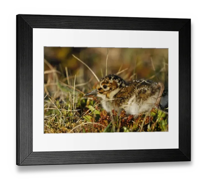 Framed Print : Purple Sandpiper (Calidris maritima) chick, one-day old, on volcanic tundra, Northeastern Iceland, June Framed Print : Purple Sandpiper (Calidris maritima) chick, one-day old, on volcanic tundra, Northeastern Iceland, June