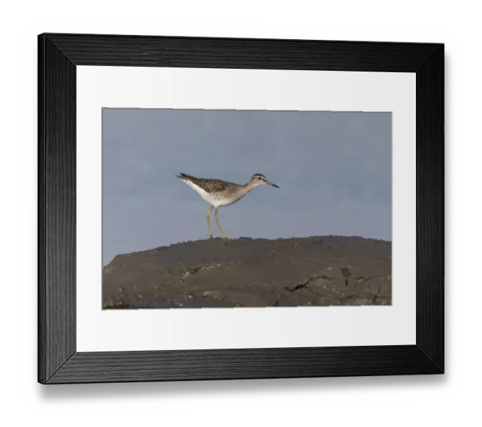 Framed Print : Wood Sandpiper (Tringa glareola) juvenile, standing on mud at edge of water, Suffolk, England, September