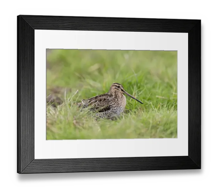 Framed Print : Common Snipe (Gallinago gallinago) adult, standing on grass, Suffolk, England, September Framed Print : Common Snipe (Gallinago gallinago) adult, standing on grass, Suffolk, England, September