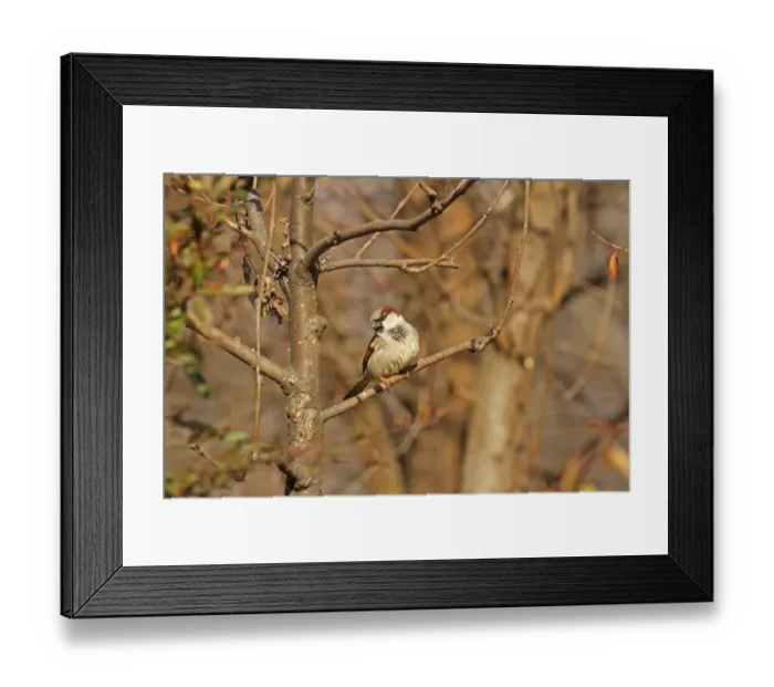 Framed Print : House Sparrow (Passer domesticus) adult male, perched on twig, Bulgaria, January Framed Print : House Sparrow (Passer domesticus) adult male, perched on twig, Bulgaria, January
