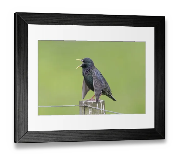 Framed Print : Common Starling (Sturnus vulgaris zetlandicus) Shetland race, adult male, breeding plumage, singing and displaying Framed Print : Common Starling (Sturnus vulgaris zetlandicus) Shetland race, adult male, breeding plumage, singing and displaying