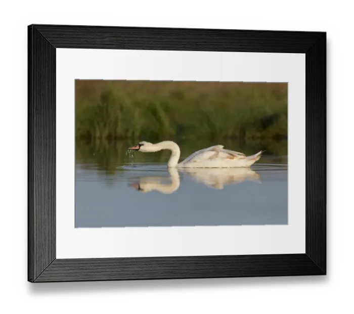 Framed Print : Mute Swan (Cygnus olor) immature, drinking, swimming on pond, Suffolk, England, July Framed Print : Mute Swan (Cygnus olor) immature, drinking, swimming on pond, Suffolk, England, July