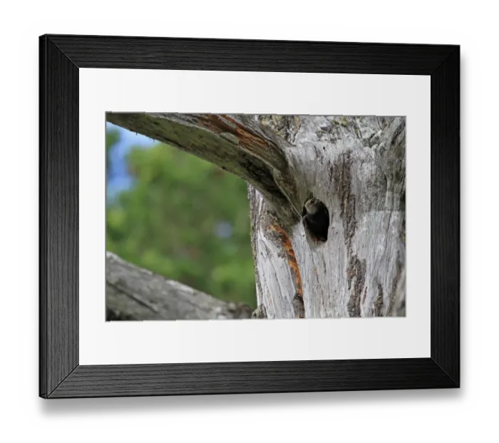 Framed Print : Common Swift (Apus apus) adult, nesting in Great Spotted Woodpecker (Dendrocopos major) nesthole in tree trunk Framed Print : Common Swift (Apus apus) adult, nesting in Great Spotted Woodpecker (Dendrocopos major) nesthole in tree trunk