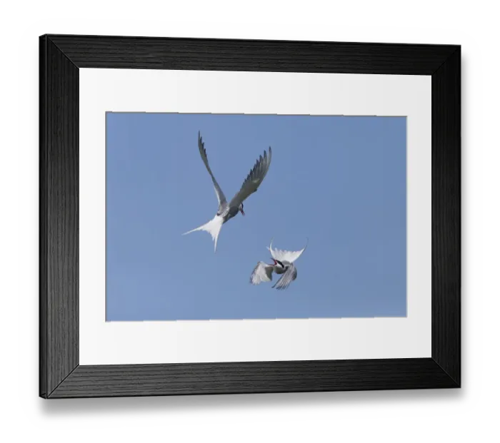 Framed Print : Arctic Tern (Sterna paradisea) two adults, in flight over nesting colony, fighting during territorial dispute Framed Print : Arctic Tern (Sterna paradisea) two adults, in flight over nesting colony, fighting during territorial dispute