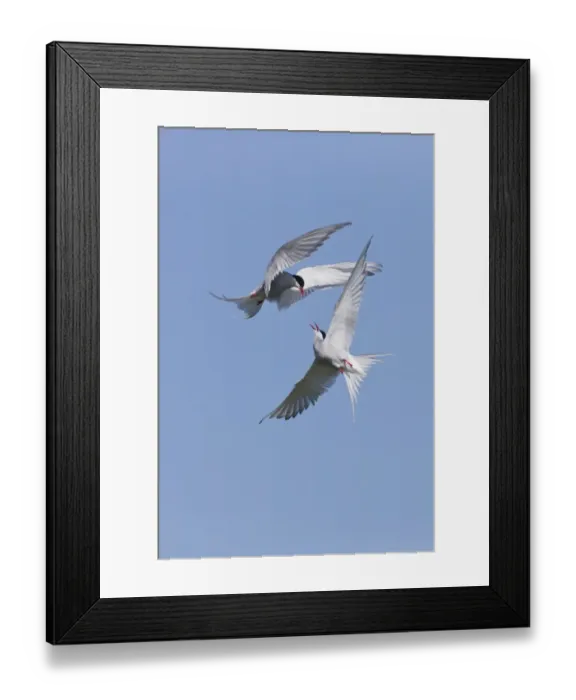 Framed Print : Arctic Tern (Sterna paradisea) two adults, in flight over nesting colony, fighting during territorial dispute Framed Print : Arctic Tern (Sterna paradisea) two adults, in flight over nesting colony, fighting during territorial dispute