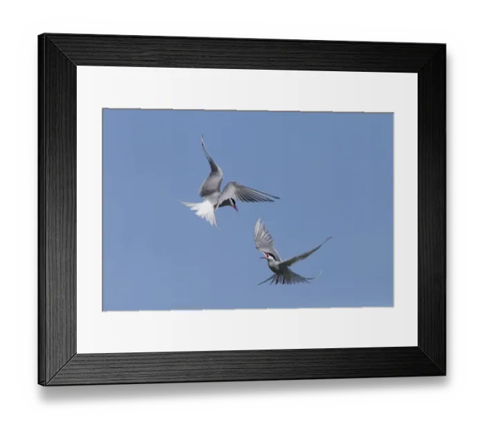 Framed Print : Arctic Tern (Sterna paradisea) two adults, in flight over nesting colony, fighting during territorial dispute Framed Print : Arctic Tern (Sterna paradisea) two adults, in flight over nesting colony, fighting during territorial dispute