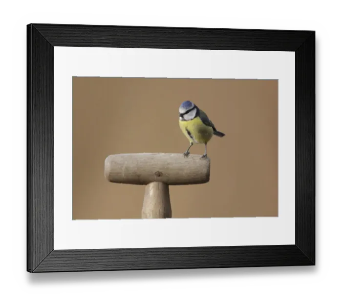 Framed Print : Blue Tit (Parus caeruleus) adult, perched on fork handle, West Yorkshire, England, February Framed Print : Blue Tit (Parus caeruleus) adult, perched on fork handle, West Yorkshire, England, February