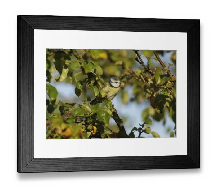 Framed Print : Blue Tit (Parus caeruleus) adult, perched on Wild Crabapple (Malus sylvestris) twig, West Yorkshire, England, October