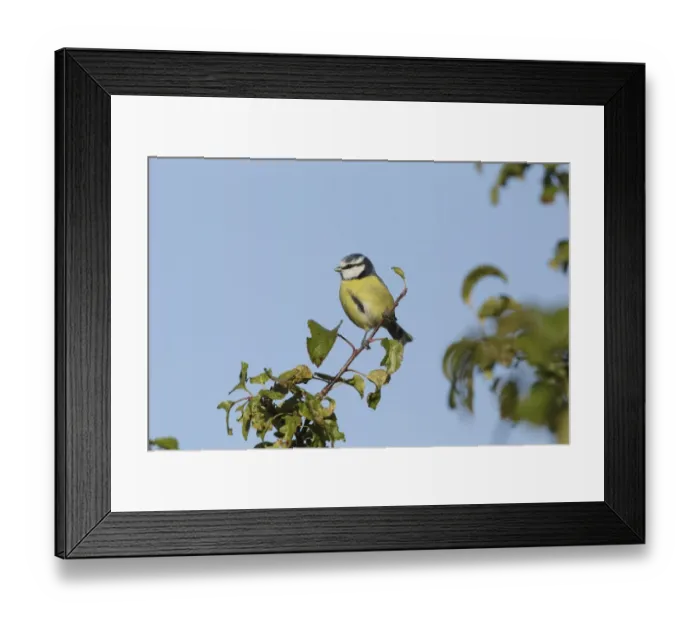 Framed Print : Blue Tit (Parus caeruleus) adult, perched on Wild Crabapple (Malus sylvestris) twig, West Yorkshire, England, October Framed Print : Blue Tit (Parus caeruleus) adult, perched on Wild Crabapple (Malus sylvestris) twig, West Yorkshire, England, October