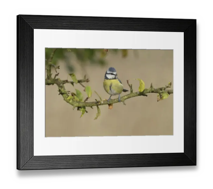 Framed Print : Blue Tit (Parus caeruleus) adult, perched on Wild Crabapple (Malus sylvestris) twig, West Yorkshire, England, October Framed Print : Blue Tit (Parus caeruleus) adult, perched on Wild Crabapple (Malus sylvestris) twig, West Yorkshire, England, October