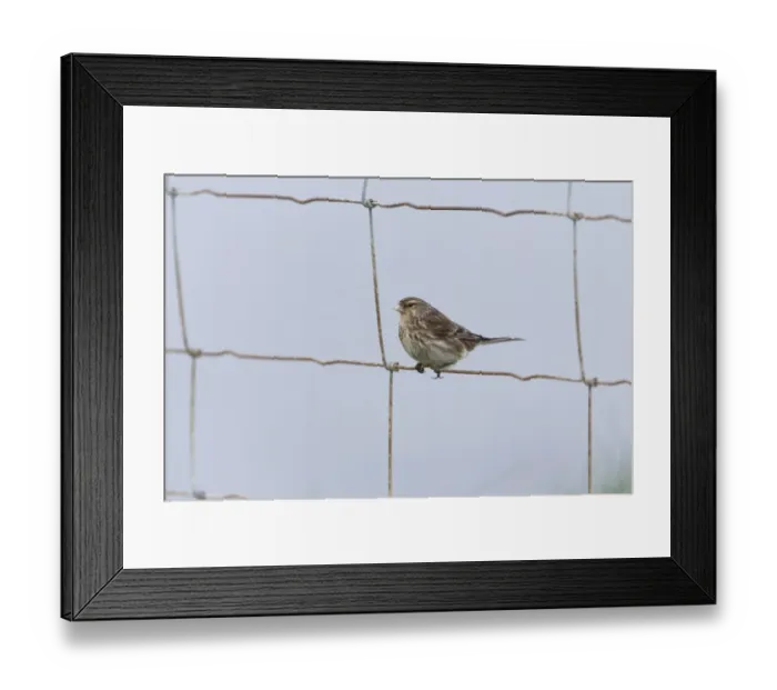 Framed Print : Twite (Acanthis flavirostris) adult male, breeding plumage, perched on wire fence, Sumburgh Head RSPB Reserve Framed Print : Twite (Acanthis flavirostris) adult male, breeding plumage, perched on wire fence, Sumburgh Head RSPB Reserve