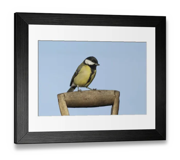 Framed Print : Great Tit (Parus major) adult, perched on spade handle, West Yorkshire, England, October Framed Print : Great Tit (Parus major) adult, perched on spade handle, West Yorkshire, England, October