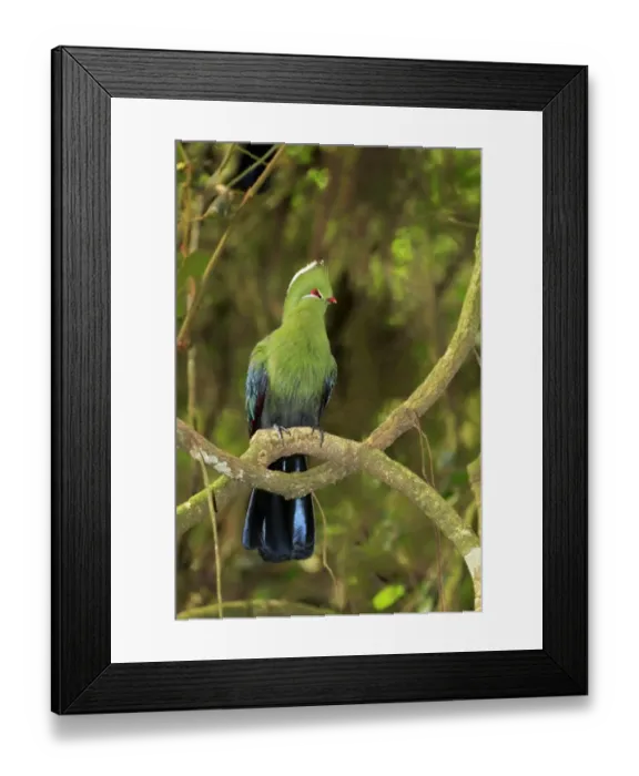 Framed Print : Knysna Turaco (Tauraco corythaix) adult, perched on branch, Knysna, Eastern Cape, South Africa, December