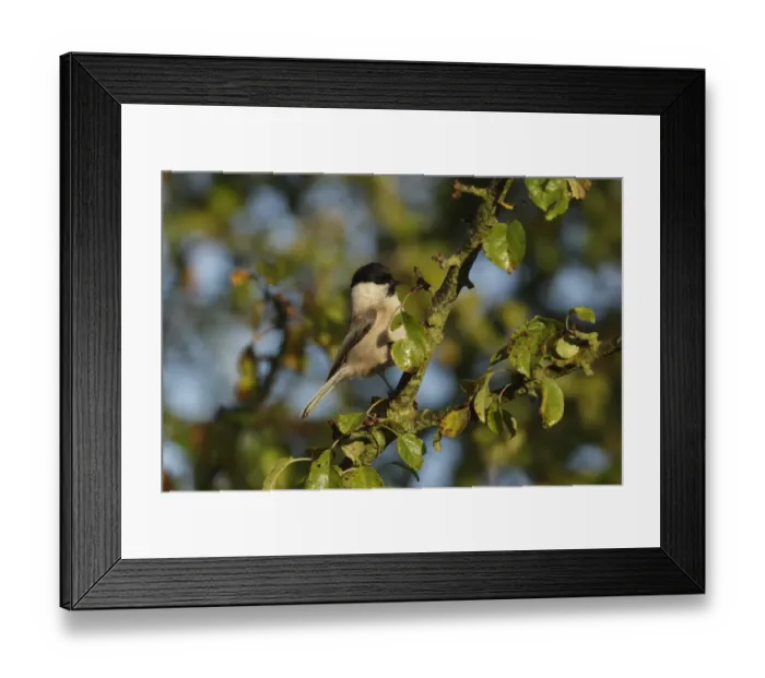 Framed Print : Willow Tit (Parus montanus) adult, perched on Wild Crabapple (Malus sylvestris) twig, West Yorkshire, England, October Framed Print : Willow Tit (Parus montanus) adult, perched on Wild Crabapple (Malus sylvestris) twig, West Yorkshire, England, October