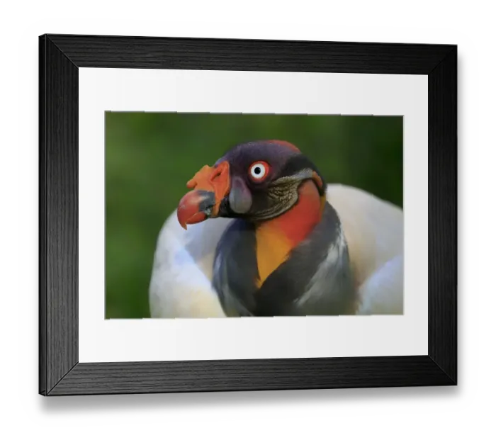 Framed Print : King Vulture (Sarcoramphus papa) adult, close-up of head (captive) Framed Print : King Vulture (Sarcoramphus papa) adult, close-up of head (captive)