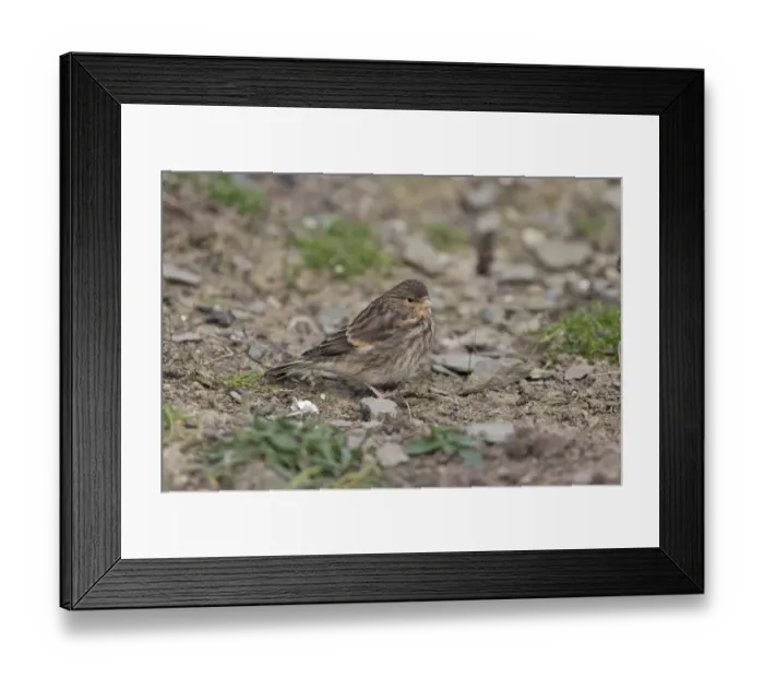 Framed Print : Twite (Acanthis flavirostris) juvenile, standing on ground, Shetland Islands, Scotland, June