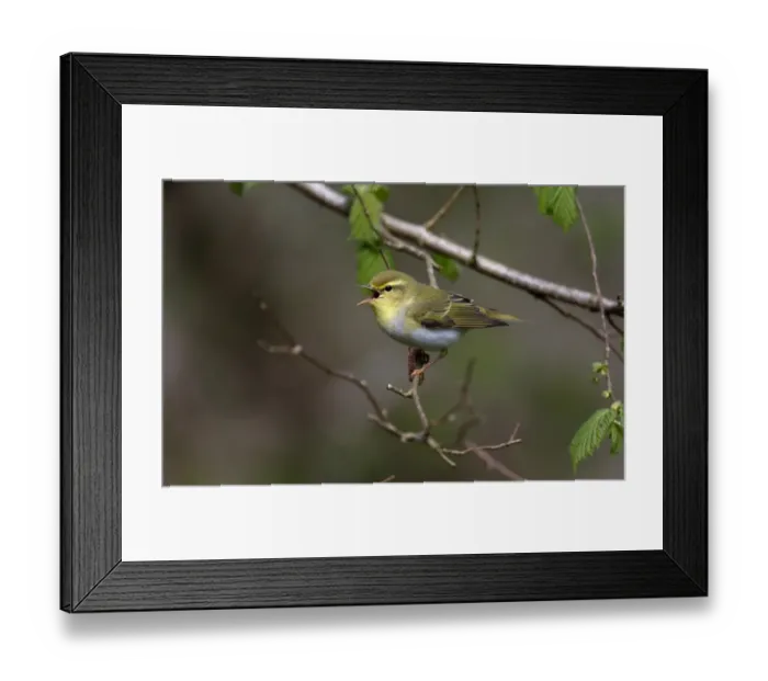 Framed Print : Wood Warbler (Phylloscopus sibilatrix) adult, singing, perched on twig, Warwickshire, England, April Framed Print : Wood Warbler (Phylloscopus sibilatrix) adult, singing, perched on twig, Warwickshire, England, April