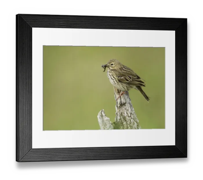 Framed Print : Meadow Pipit (Anthus pratensis) adult, with insects in beak, perched on post, Iceland, June Framed Print : Meadow Pipit (Anthus pratensis) adult, with insects in beak, perched on post, Iceland, June