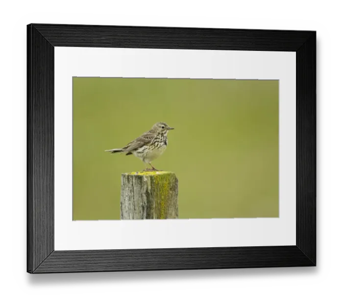 Framed Print : Meadow Pipit (Anthus pratensis) adult, standing on post, Iceland, June Framed Print : Meadow Pipit (Anthus pratensis) adult, standing on post, Iceland, June