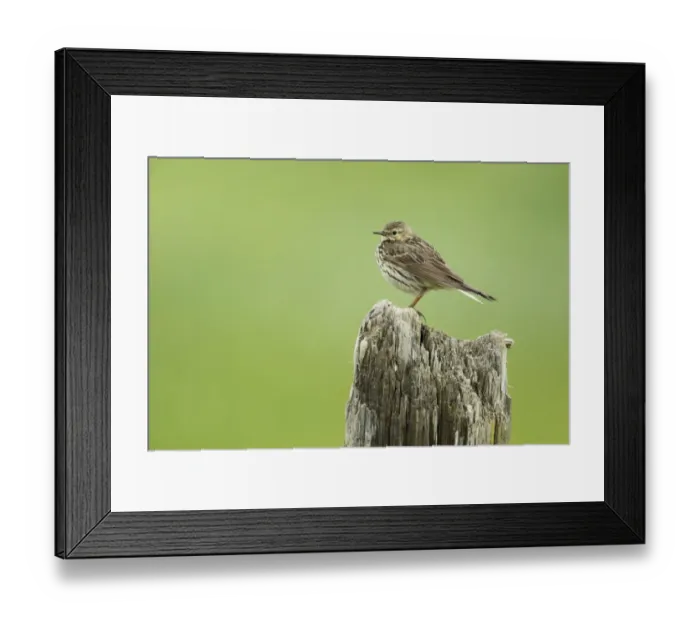 Framed Print : Meadow Pipit (Anthus pratensis) adult, standing on post, Iceland, June Framed Print : Meadow Pipit (Anthus pratensis) adult, standing on post, Iceland, June