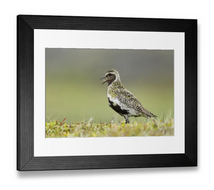 Framed Print : Eurasian Golden Plover (Pluvialis apricaria) adult, breeding plumage, calling, standing on tundra, Iceland, June Framed Print : Eurasian Golden Plover (Pluvialis apricaria) adult, breeding plumage, calling, standing on tundra, Iceland, June