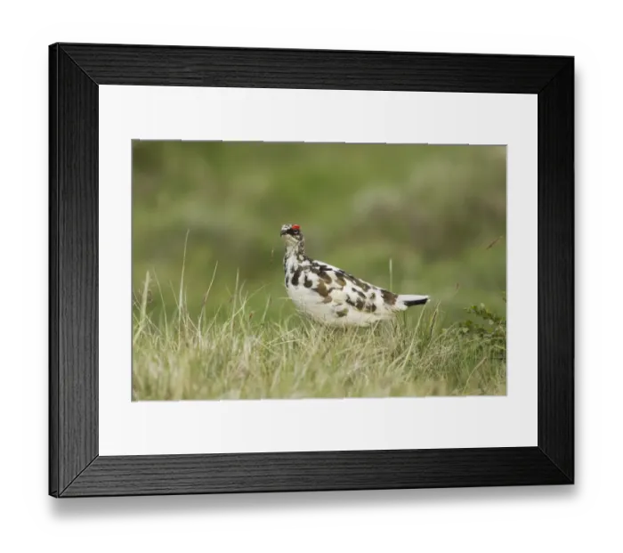 Framed Print : Rock Ptarmigan (Lagopus muta) adult male, breeding plumage, standing on grass, Iceland, June Framed Print : Rock Ptarmigan (Lagopus muta) adult male, breeding plumage, standing on grass, Iceland, June