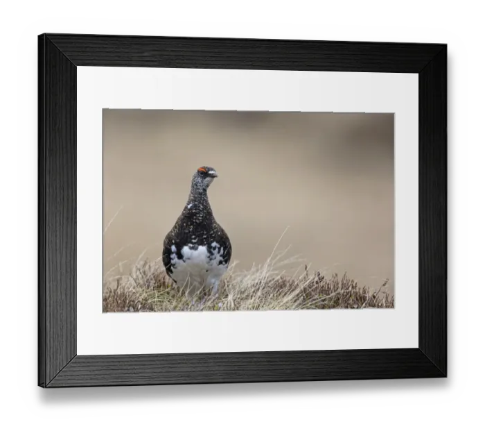 Framed Print : Rock Ptarmigan (Lagopus muta) adult male, breeding plumage, standing, Niederhorn, Swiss Alps, Bernese Oberland Framed Print : Rock Ptarmigan (Lagopus muta) adult male, breeding plumage, standing, Niederhorn, Swiss Alps, Bernese Oberland