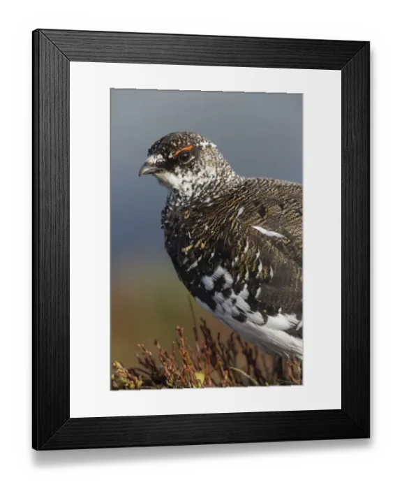 Framed Print : Rock Ptarmigan (Lagopus muta) adult male, breeding plumage, close-up of head and breast, Niederhorn, Swiss Alps Framed Print : Rock Ptarmigan (Lagopus muta) adult male, breeding plumage, close-up of head and breast, Niederhorn, Swiss Alps