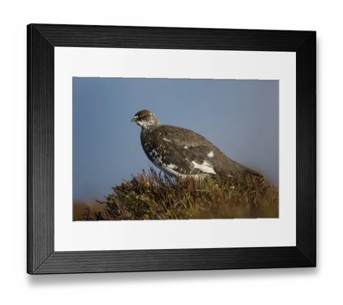 Framed Print : Rock Ptarmigan (Lagopus muta) adult male, breeding plumage, standing, Niederhorn, Swiss Alps, Bernese Oberland Framed Print : Rock Ptarmigan (Lagopus muta) adult male, breeding plumage, standing, Niederhorn, Swiss Alps, Bernese Oberland