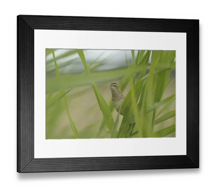 Framed Print : Sedge Warbler (Acrocephalus schoenobaenus) juvenile, perched amongst reeds, St Framed Print : Sedge Warbler (Acrocephalus schoenobaenus) juvenile, perched amongst reeds, St