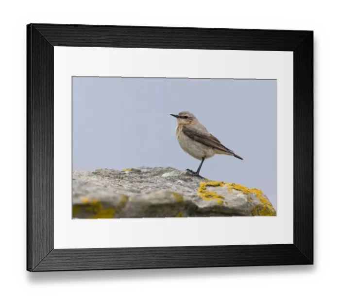 Framed Print : Northern Wheatear (Oenanthe oenanthe) adult female, breeding plumage, standing on rock, Noss, Shetland Islands Framed Print : Northern Wheatear (Oenanthe oenanthe) adult female, breeding plumage, standing on rock, Noss, Shetland Islands