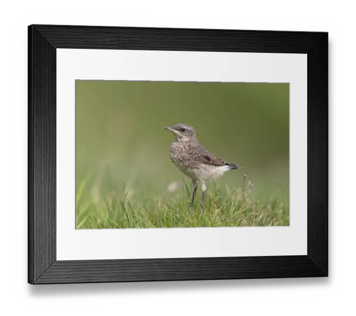 Framed Print : Northern Wheatear (Oenanthe oenanthe) juvenile, standing on ground, Noss, Shetland Islands, Scotland, June Framed Print : Northern Wheatear (Oenanthe oenanthe) juvenile, standing on ground, Noss, Shetland Islands, Scotland, June