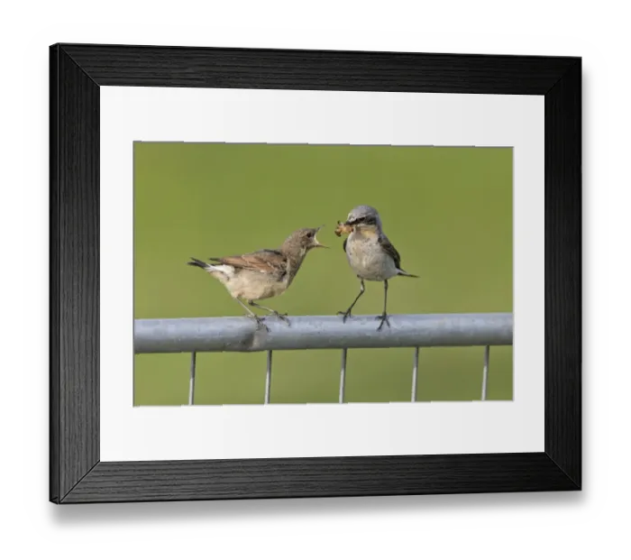 Framed Print : Northern Wheatear (Oenanthe oenanthe) adult male, breeding plumage, feeding moth to juvenile, perched on metal gate Framed Print : Northern Wheatear (Oenanthe oenanthe) adult male, breeding plumage, feeding moth to juvenile, perched on metal gate