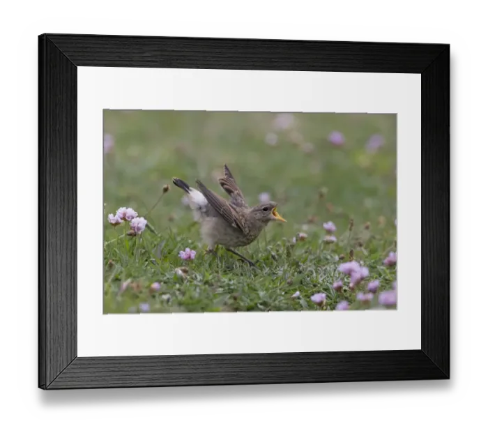 Framed Print : Northern Wheatear (Oenanthe oenanthe) juvenile, begging for food, standing on ground, Sumburgh Head RSPB Reserve Framed Print : Northern Wheatear (Oenanthe oenanthe) juvenile, begging for food, standing on ground, Sumburgh Head RSPB Reserve