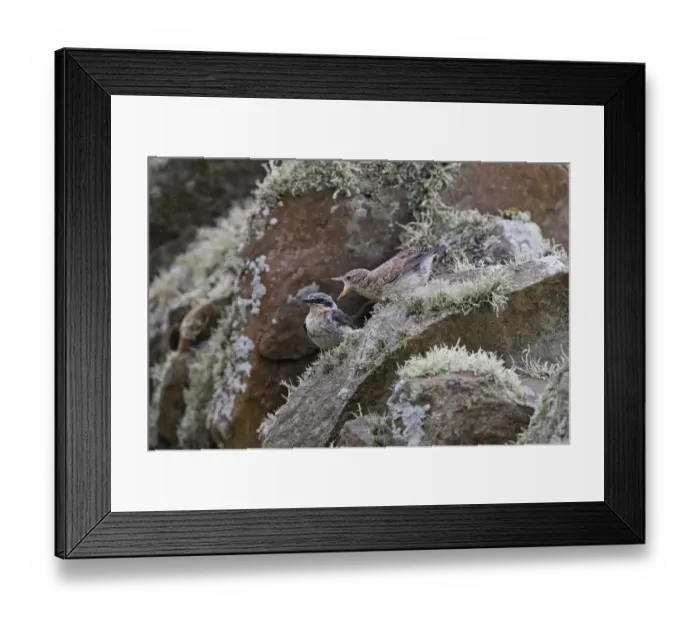 Framed Print : Northern Wheatear (Oenanthe oenanthe) adult male, breeding plumage, with recently fledged juvenile begging for food Framed Print : Northern Wheatear (Oenanthe oenanthe) adult male, breeding plumage, with recently fledged juvenile begging for food