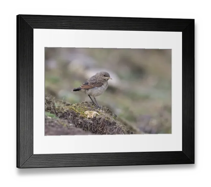 Framed Print : Northern Wheatear (Oenanthe oenanthe) juvenile, standing on ground, Sumburgh Head RSPB Reserve, Mainland Framed Print : Northern Wheatear (Oenanthe oenanthe) juvenile, standing on ground, Sumburgh Head RSPB Reserve, Mainland