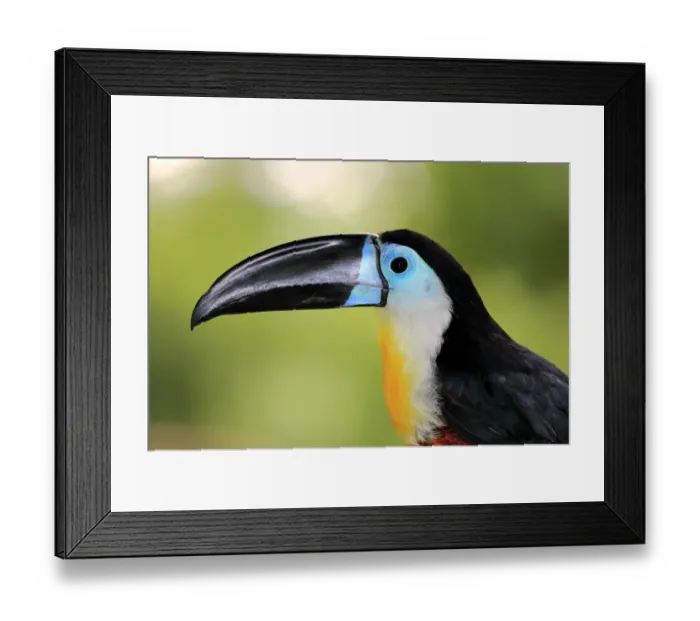 Framed Print : Channel-billed Toucan (Ramphastos vitellinus vitellinus) adult, close-up of head (captive)