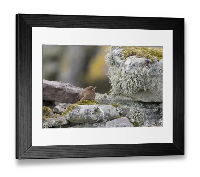 Framed Print : Shetland Wren (Troglodytes troglodytes zetlandicus) fledgling, standing on drystone wall, Shetland Islands, Scotland Framed Print : Shetland Wren (Troglodytes troglodytes zetlandicus) fledgling, standing on drystone wall, Shetland Islands, Scotland