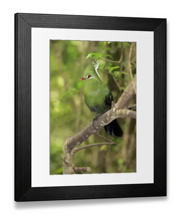 Framed Print : Livingstones Turaco (Tauraco livingstonii) adult, perched on branch, Eastern Cape, South Africa, December