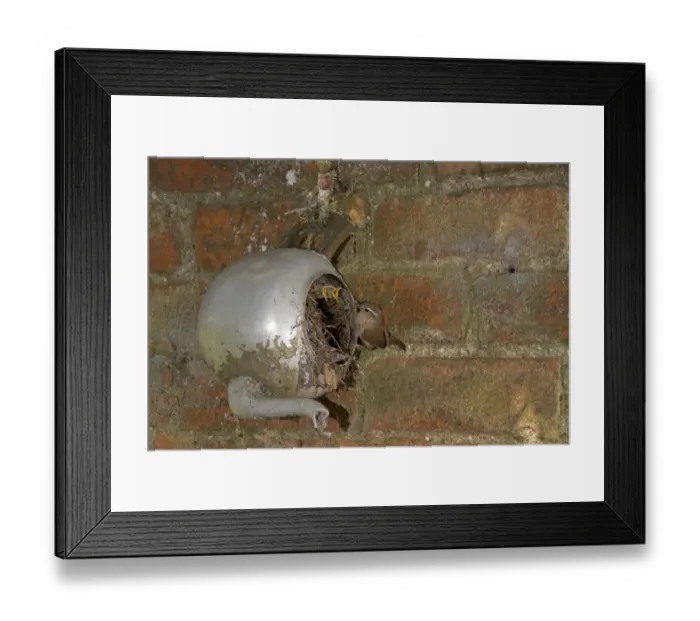 Framed Print : Eurasian Wren (Troglodytes troglodytes) adult, feeding begging chicks, at nest in metal teapot, Shropshire, England Framed Print : Eurasian Wren (Troglodytes troglodytes) adult, feeding begging chicks, at nest in metal teapot, Shropshire, England