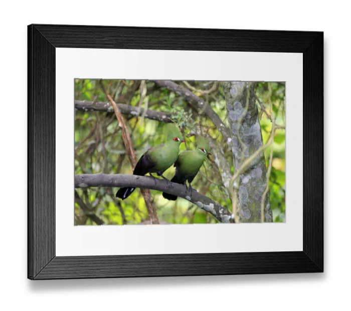 Framed Print : Guinea Turaco (Tauraco persa) adult pair, perched on branch (captive) Framed Print : Guinea Turaco (Tauraco persa) adult pair, perched on branch (captive)
