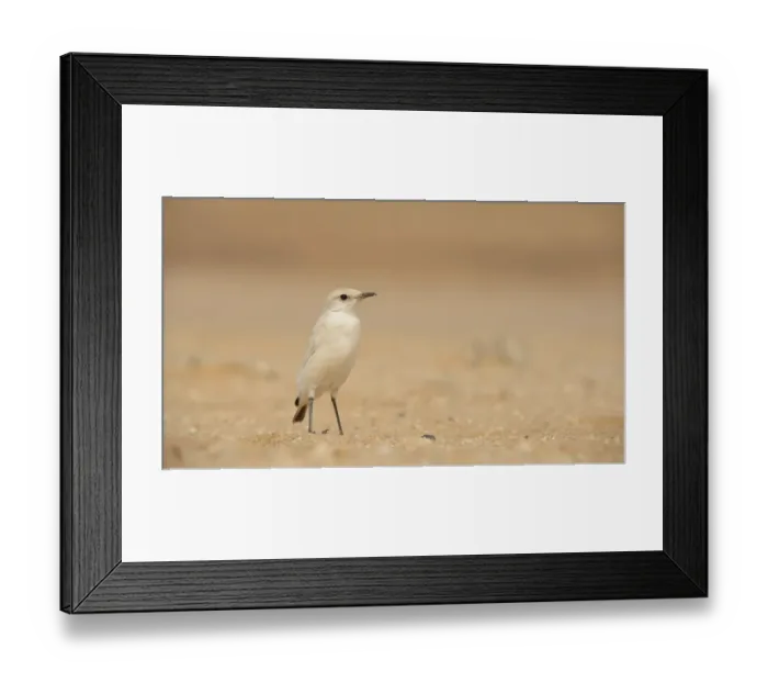 Framed Print : Tractrac Chat (Cercomela tractrac) adult, standing on sand, Namib Desert, Namibia, February Framed Print : Tractrac Chat (Cercomela tractrac) adult, standing on sand, Namib Desert, Namibia, February