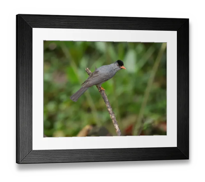 Framed Print : Square-tailed Bulbul (Hypsipetes ganeesa humii) adult, perched on twig, Sri Lanka, January