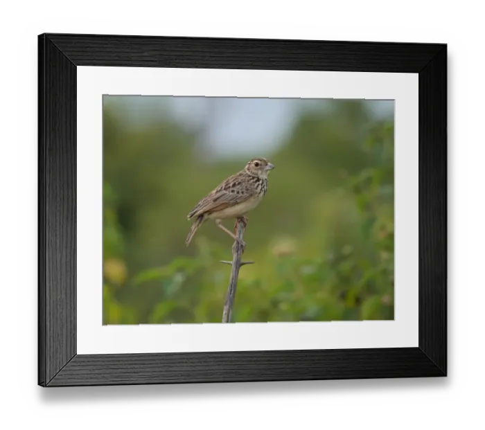 Framed Print : Jerdons Bushlark (Mirafra affinis) adult, perched on twig, Sri Lanka, January Framed Print : Jerdons Bushlark (Mirafra affinis) adult, perched on twig, Sri Lanka, January