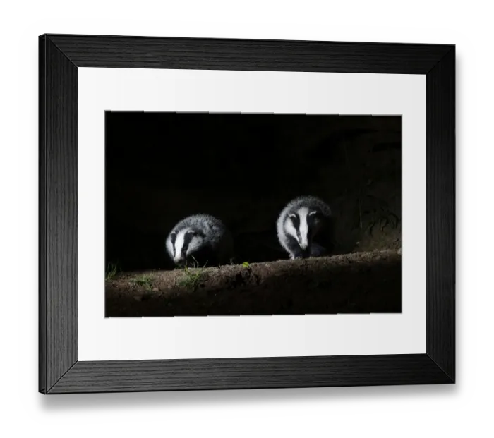 Framed Print : Eurasian Badger (Meles meles) two adults, standing at sett entrance in woodland at night, Warwickshire, England, May Framed Print : Eurasian Badger (Meles meles) two adults, standing at sett entrance in woodland at night, Warwickshire, England, May